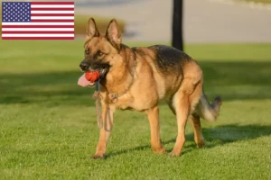 Mehr über den Artikel erfahren Schäferhund Züchter und Welpen in den USA