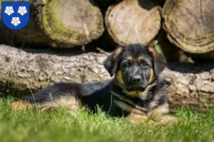 Mehr über den Artikel erfahren Schäferhund Züchter und Welpen in Viersen