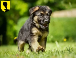 Mehr über den Artikel erfahren Schäferhund Züchter und Welpen in Villach