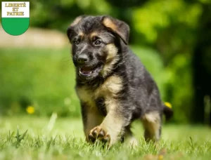 Mehr über den Artikel erfahren Schäferhund Züchter und Welpen in Waadt