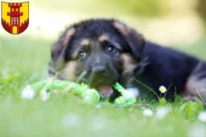 Mehr über den Artikel erfahren Schäferhund Züchter und Welpen in Warendorf