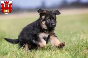 Mehr über den Artikel erfahren Schäferhund Züchter und Welpen in Weilheim in Oberbayern