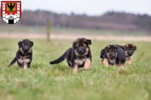 Mehr über den Artikel erfahren Schäferhund Züchter und Welpen in Weißenburg in Bayern