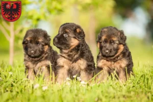 Mehr über den Artikel erfahren Schäferhund Züchter und Welpen in Wetzlar