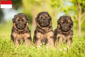 Mehr über den Artikel erfahren Schäferhund Züchter und Welpen in Wien