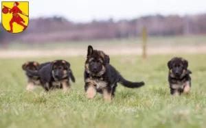 Mehr über den Artikel erfahren Schäferhund Züchter und Welpen in Wilhelmshaven