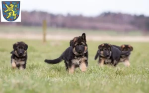 Mehr über den Artikel erfahren Schäferhund Züchter und Welpen in Winsen (Luhe)