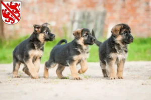 Mehr über den Artikel erfahren Schäferhund Züchter und Welpen in Winterthur