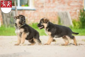 Mehr über den Artikel erfahren Schäferhund Züchter und Welpen in Witten