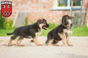 Mehr über den Artikel erfahren Schäferhund Züchter und Welpen in Wittlich