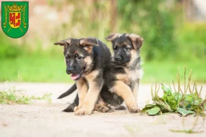 Mehr über den Artikel erfahren Schäferhund Züchter und Welpen in Wittmund