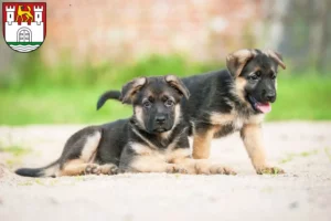 Mehr über den Artikel erfahren Schäferhund Züchter und Welpen in Wolfsburg