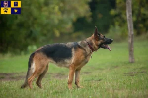 Mehr über den Artikel erfahren Schäferhund Züchter und Welpen in Zlín