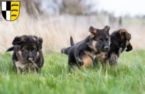 Mehr über den Artikel erfahren Schäferhund Züchter und Welpen im Zollernalbkreis