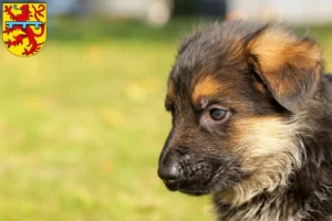 Mehr über den Artikel erfahren Schäferhund Züchter und Welpen in Zweibrücken