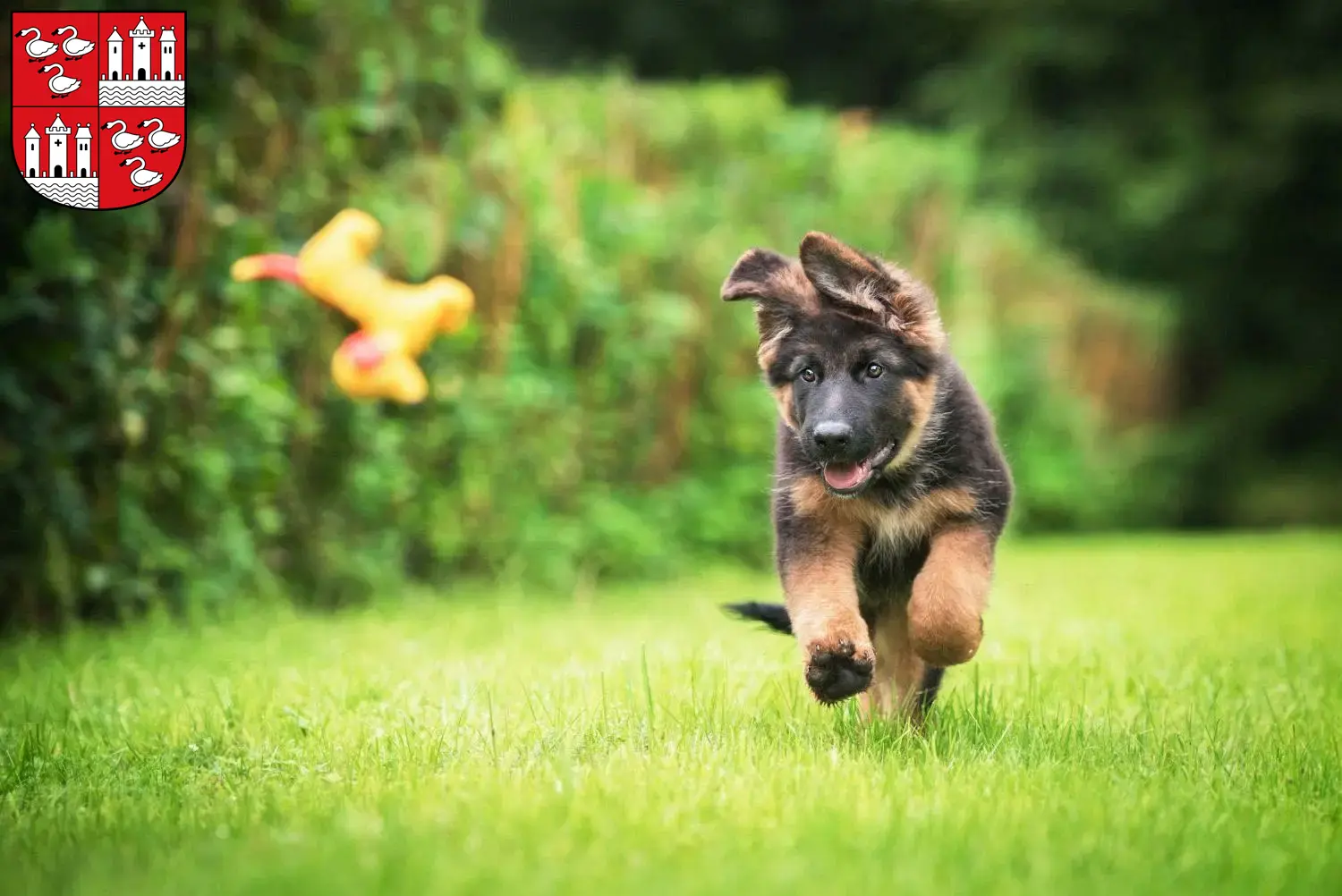 Mehr über den Artikel erfahren Schäferhund Züchter und Welpen in Zwickau